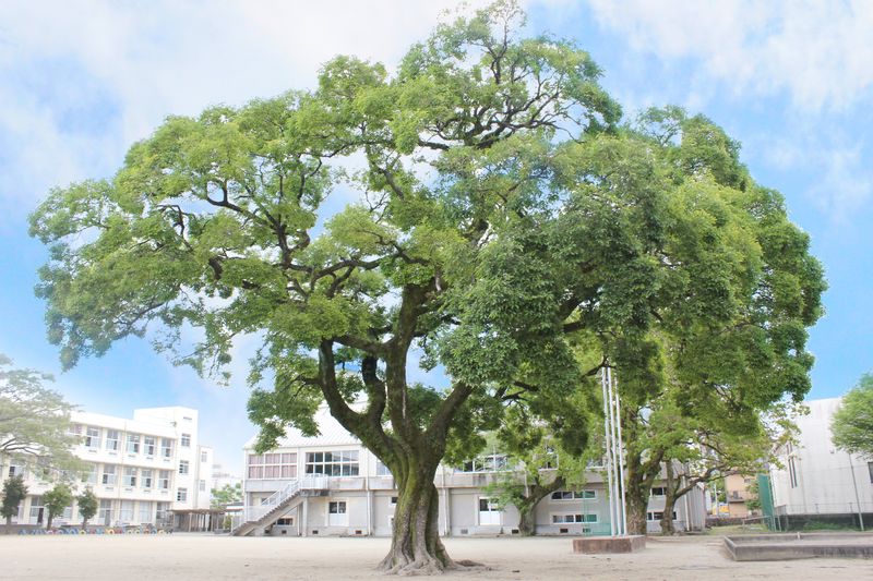 シンボルツリー「えのき」が印象的な「宮崎市立江平小学校」